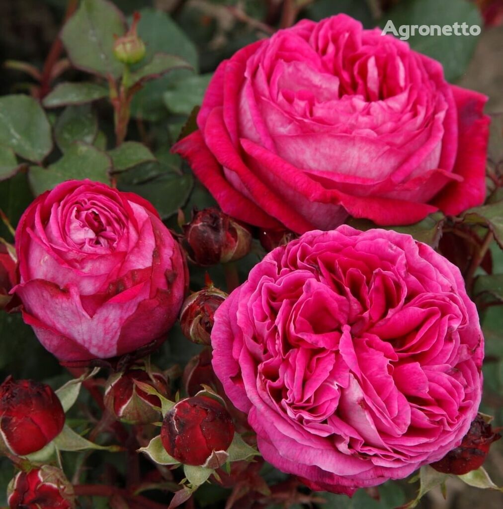 Róża Freifrau Caroline® (Baronowa Karolina) 花の苗