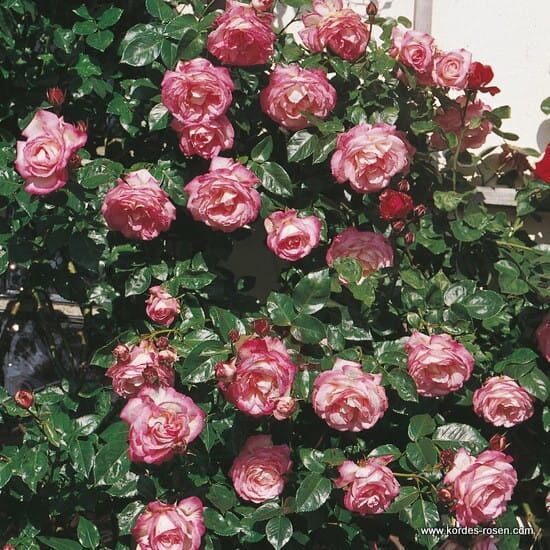 Róża Harlekin® 花の苗
