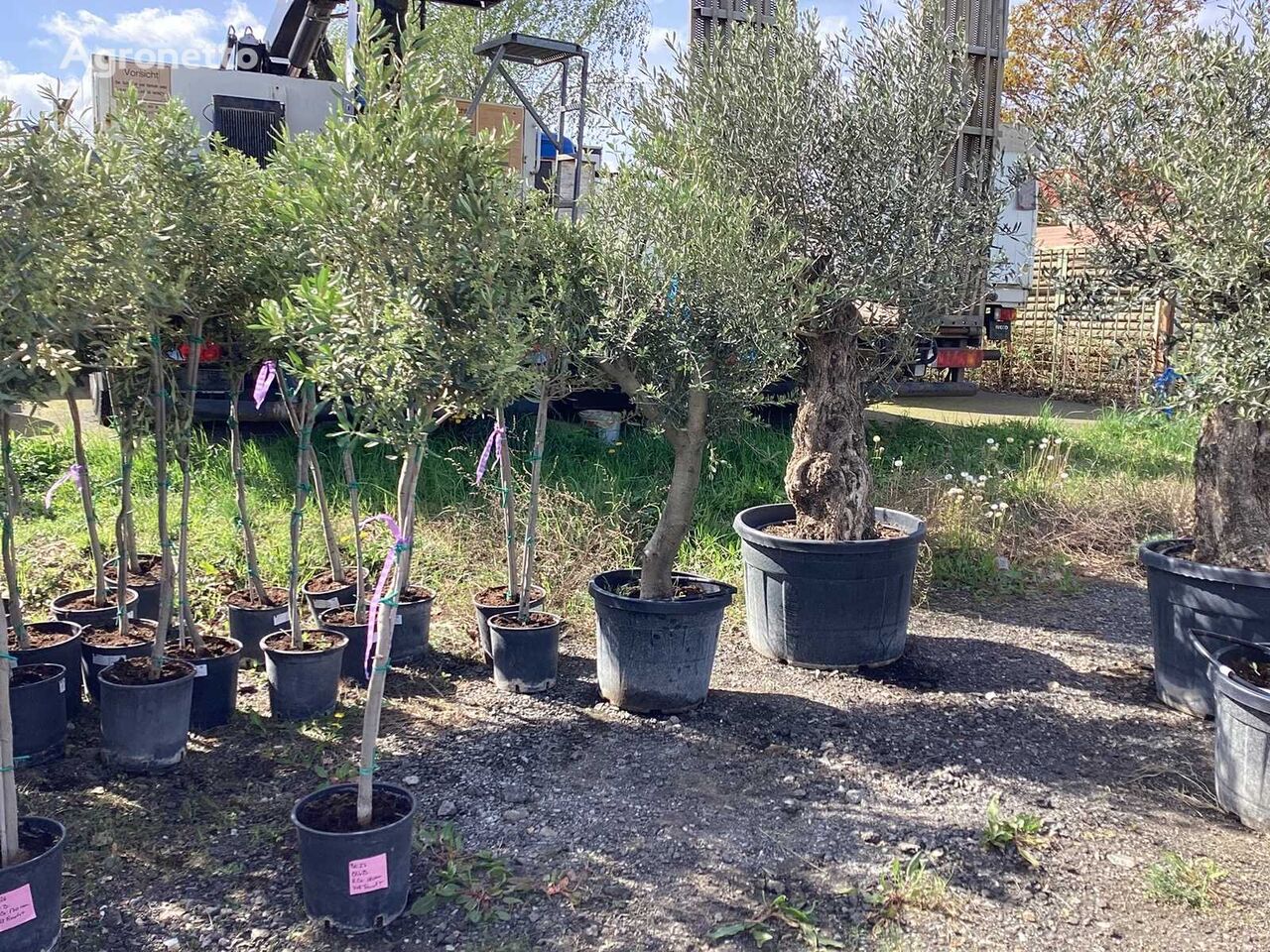 3 x Olivenbaum (Winterhart, Fruchttragend - Partie) 果樹の苗木