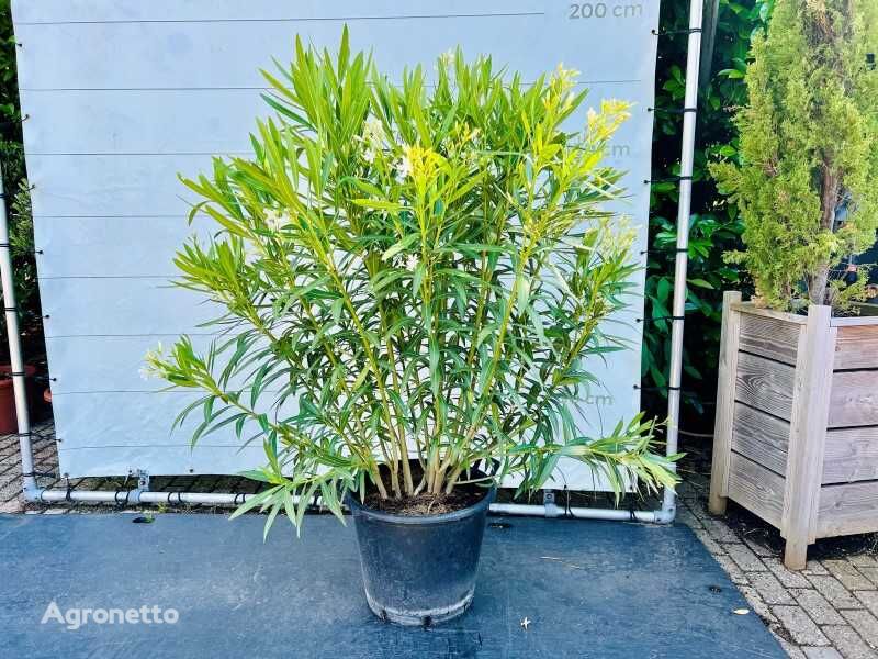 oleander wit 160cm incl pot 観賞用低木の苗