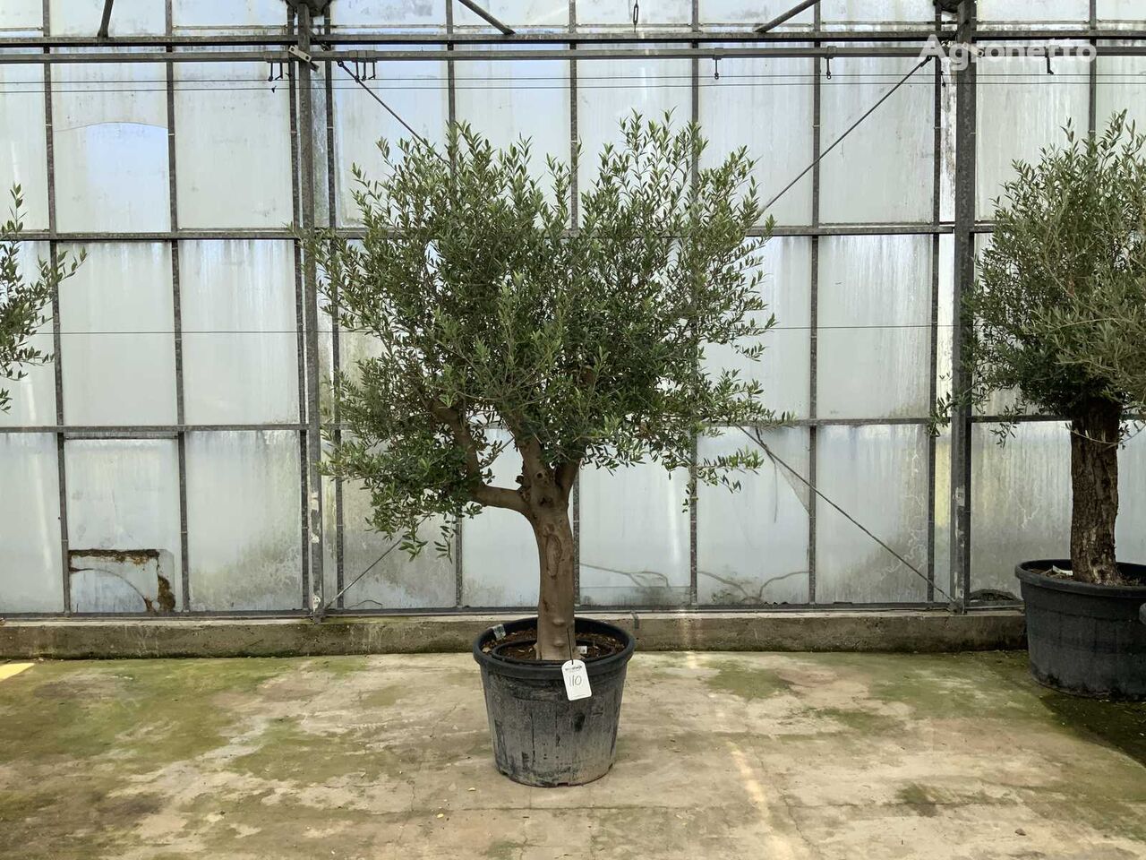 olijfboom (Olea Europaea Lessini) 観賞用低木の苗